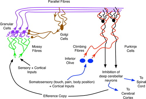 Figure 3. The basic organisation of the cerebellum, an abstraction and combination of more complex diagrams in Bear et al. Citation(2001), originally appearing in Downing Citation(2007).