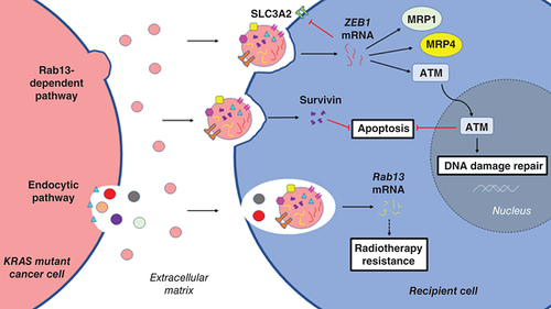 Figure 3. Mutant Kirsten rat sarcoma virus cancer-derived extracellular vesicles promote therapy resistance in recipient cells.ATM: Ataxia-telangiectasia mutated; EVs: Extracellular vesicles; KRAS: Kirsten rat sarcoma virus; MRP1: Multidrug resistance-associated protein 1; MRP4: Multidrug resistance-associated protein 4; SLC3A2: Solute carrier family 3 member 2.