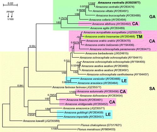 Figure 1. The phylogenetic tree obtained in MrBayes for cytb gene indicating that the studied individual (bolded) belongs to Amazona ventralis. The blood sample from which DNA was isolated is available in the laboratory at the Department of Genetics in Wroclaw University of Environmental and Life Sciences under the number ADUAKPM01. Clades with taxa inhabited different geographic regions were marked by various shading/colours: CA: Central America; GA: Greater Antilles; LE: Lesser Antilles; SA: South America; TM: Tres Marías Islands. An internal placement of taxa from Lesser Antilles and Central America within South American parrots implies that South America mainland was the source of those colonizations. Similarly, Tres Marías Islands were invaded from Central America, whereas some Central American parrots (e.g. A. albifrons) can have also Greater Antillean origin. Values at nodes, in the order shown, indicate posterior probabilities found in MrBayes (PP) and bootstrap percentages calculated in TreeFinder (BP). In the MrBayes (Ronquist et al. Citation2012) analysis, separate mixed substitution models were assumed for three codon positions with information about heterogeneity rate across sites as proposed by PartitionFinder (Lanfear et al. Citation2012). We applied two independent runs, each using four Markov chains. Trees were sampled every 100 generations for 10,000,000 generations. After obtaining the convergence, trees from the last 3,527,000 generations were collected to compute the posterior consensus. In the case of TreeFinder (Jobb et al. Citation2004), the separate substitution models were selected for three codon positions according to Propose Model module in this program, and 1000 replicates were assumed in the bootstrap analysis. The posterior probabilities <0.5 and bootstrap percentages <50 were omitted or marked by a dash ‘-’.