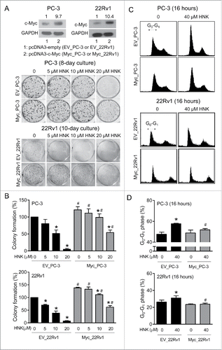 Figure 5. Overexpression of c-Myc rescues cell growth inhibition by HNK in prostate cancer cells. (A) Upper panel, western blots for c-Myc and loading control GAPDH using lysates from EV_PC-3, Myc_PC-3, EV_22Rv1, and Myc_22Rv1 cells. Lower panel, representative images of colonies from EV_PC-3, Myc_PC-3, EV_22Rv1, and Myc_22Rv1 cells after treatment with DMSO or the indicated doses of HNK. (B) Quantitation of colony formation. Results are shown as mean ± SD (n = 3). Statistically significant compared with respective DMSO-treated control (*) or between groups at the same treatment (#) by one-way ANOVA with Newman-Keuls multiple comparisons test (P < 0.05). Similar results were obtained in independent experiments. (C) Representative cell cycle histograms for EV_PC-3, Myc_PC-3, EV_22Rv1, and Myc_22Rv1 cells after 16 hour treatment with DMSO or 40 µM HNK. (D) Quantitation of G0-G1 phase cells in EV_PC-3, Myc_PC-3, EV_22Rv1, and Myc_22Rv1 cells. Results are shown as mean ± SD (n = 3). Statistically significant compared with respective DMSO-treated control (*) or between groups at the same treatment (#) by one-way ANOVA with Newman-Keuls multiple comparisons test (P < 0.05). Similar results were obtained in independent experiments.