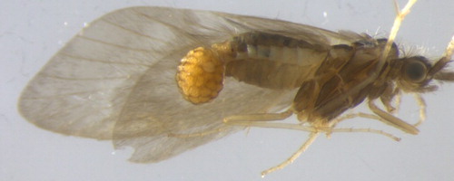 Figure 15. Pycnocentria evecta (Trichoptera: Conoesucidae) with spherical egg mass attached, note wings removed.