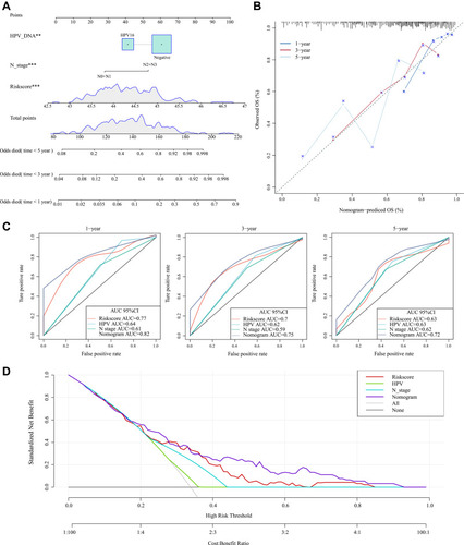 Figure 6 (A) Nomogram of clinical variables and RiskScore. The nomogram is applied by adding up the points identified on the points scale for each variable. The total points projected on the bottom scales indicate the probability of 1-year, 3-year and 5-year OS. (B) The calibration curve for predicting 1-year, 3-year and 5-year OS for patients with HNSCC; (C) Time-dependent ROC curves analysis evaluates the accuracy of the nomograms; (D) The DCA curves can intuitively evaluate the clinical benefit of the nomograms and the scope of application of the nomograms to obtain clinical benefits. The net benefits (Y‐axis) as calculated are plotted against the threshold probabilities of patients having 1-year, 3-year and 5-year survival on the X-axis.