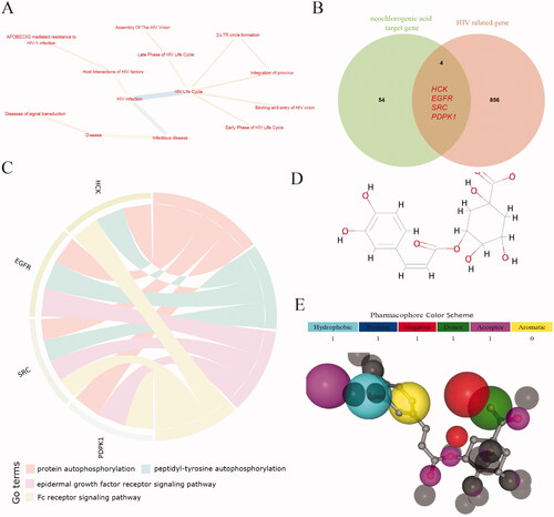 Figure 8. Target analysis of neochlorogenic acid acting on HIV. (A) HIV-related pathway. (B) The intersection of HIV-related genes and new chlorogenic acid targets. (C) Intersection gene enrichment results. (D) The structural formula of neochlorogenic acid. (E) Combination model of neochlorogenic acid and 1MU2.