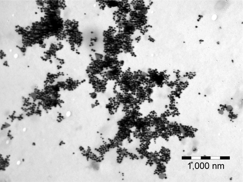 Figure S3 Large-scale TEM image of 1 mL OH AuNPs.Abbreviations: TEM, transmission electron microscopy; OH, Origanum herba; AuNP, gold nanoparticle.