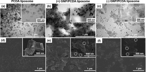 Figure 1. (a)–(c) TEM image and (d-f) SEM image of PCDA liposome, (+) GNP/PCDA liposome, and (–) GNP/PCDA liposome. 2−9 dilution of stock (+) GNP (5.16 × 10−12 M) and 2−9 dilution of stock (–) GNP (3.34 × 10−12 M) were used for complexing with PCDA liposome. Dotted circles of inset in (e, f) represent GNPs.