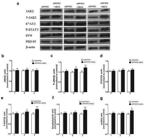 Figure 6. Regulatory effect of the Bacillus Calmette – Guerin (BCG) treatment on the expression of JAK2/STAT3 and synaptic proteins in the hippocampus. APP/PS1 + 2BCG and APP/PS1 + 3BCG groups showed significant increases in the expression levels of p-JAK2 (c) and p-STAT3 (e) compared with their matched controls. The APP/PS1 + 3BCG group showed increases in the expression levels of SYN (f) and PSD-95 (g). Data were analyzed by performing Student’s t-test and the results obtained are presented as the mean ± SEM normalized to the matched control. n = 4 per group. *p <.05 and **p <.01 vs. The control group.