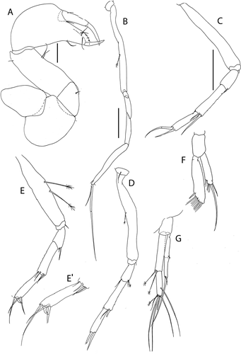 Figure 6. Akanthinotanais gaussi Vanhöffen, Citation1914, female, (a), cheliped; (b to d), pereopods 1 to 3; (e), pereopod-5, with (e’), detail of distal articles; (f), pleopod; (g), uropod. Scale lines = 0.1 mm
