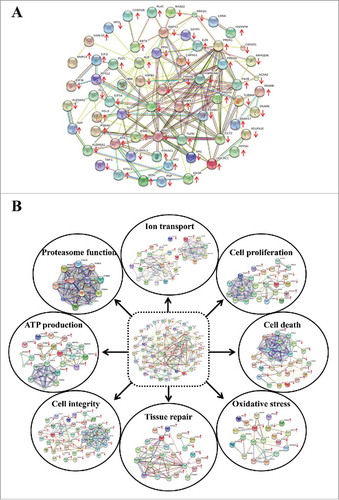 Figure 1. Protein interaction networks of the altered proteins induced by K+ deficiency. (A): All altered proteins identified from our previous expression proteomics studyCitation11 were analyzed using STRING software. (B): From the entire network, the involved GO biologic functions are highlighted. Each interacting line color represents the interaction evidence, including neighborhood (dark green), gene fusion (red), co-occurrence (dark blue), co-expression (red), experiments (purple), databases (light blue) and text mining (light green). The proteins with arrow represent the identified proteins, whereas upward and downward arrows indicate increase and decrease, respectively, in level of each protein.