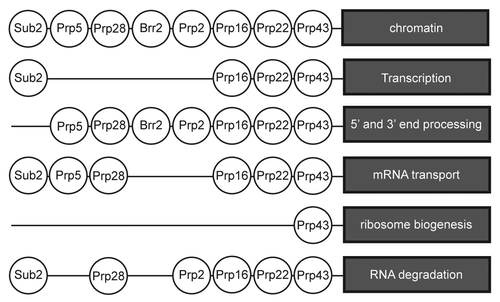 Figure 4. Splicing helicases are connected with other pathways of RNP metabolism. Based on large scale physical and genetic screens (see text), most splicing helicases are connected with several RNP biogenesis events. Only in few cases (see text) has the biological relevance of the proteome data been validated.