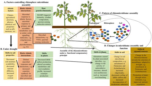 Figure 4. Mechanisms at the basis of rhizomicrobiome assembly. A. Factors that drive the rhizosphere microbiome assembly. B. Drought has effects on soils, plants, and biotic-abiotic interactions. C. The integration of biotic and abiotic factors drives microbial community assembly at the rhizosphere level under a functional compensatory principle; the pattern of the assembly involves outside-in recruitment of the soil microbiome and inside-out release of the endosphere microbiome. D. Shifts in biotic and abiotic parameters under drought and their interactions influence plants and soils microbiome assembly and functionality, with changes towards the selection of rhizomicrobiomes adapted to drought that promote plant tolerance to this stressor. MAMP: microbe-associated molecular pattern, SA: salicylic acid, VOCs: volatile organic compounds.