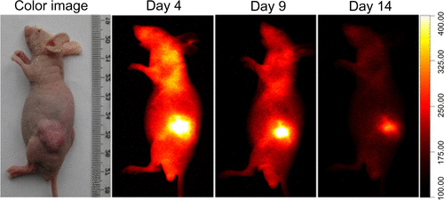 Figure S6 Body weight changes of the male rats treated with NIR-27 at the dose of 3 and 30 mg/kg (corresponding to 10- and 100-fold of the imaging dose) through tail vein at different time points.