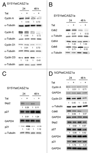 Figure 2. CASZ1 regulates the levels of proteins that regulate G1–S phase cell cycle progression. (A) The protein levels of cyclins in SY5Y cells upon CASZ1a induction were visualized by immunobloting whole-cell lysate with indicated antibodies. (B) The protein levels of Cdks in SY5Y cells upon CASZ1 induction were visualized by immunobloting whole-cell lysate with indicated antibodies. The relative densitometric units were normalized to control condition and the ratio shown under each condition. (C) The protein levels of Cdk inhibitors in SY5Y cells were visualized by immunobloting whole-cell lysate with indicated antibodies. (D) The protein levels of cell cycle regulators in NGP cells were visualized by immunobloting whole-cell lysate with indicated antibodies.