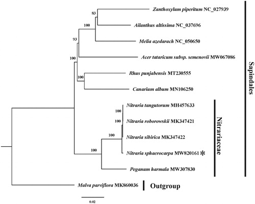 Figure 1. The maximum-likelihood (ML) phylogenetic tree of 12 species (11 of Sapindales and one from Malvales was chosen as outgroup) based on complete chloroplast genomes (only one IR region). The number above branches are bootstrap support values.