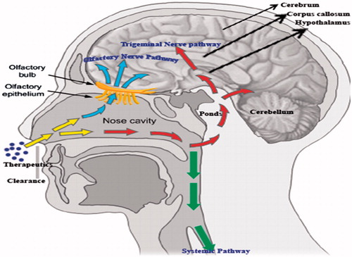 Figure 2. Transport mechanism of therapeutics from nose to brain.