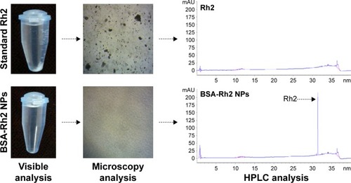 Figure 8 Solubility of free ginsenoside Rh2 and BSA-Rh2 NPs in water, their corresponding microscopic image and HPLC graph of supernatant, respectively.Abbreviations: BSA, bovine serum albumin; HPLC, high-performance liquid chromatography; NPs, nanoparticles.