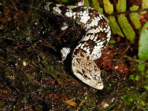 Figure 1. Juvenile specimen of Abronia martindelcampoi (MZFC 34838) from Sierra de Mochitlán, Guerrero, Mexico