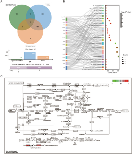 Figure 3 Identification of intersection genes. (A) Venn analysis of intersection genes among DEGs, angiogenesis- and EMT-related genes, and MI-related genes. (B) GO analysis of intersection genes. (C) Lysine degradation pathway.