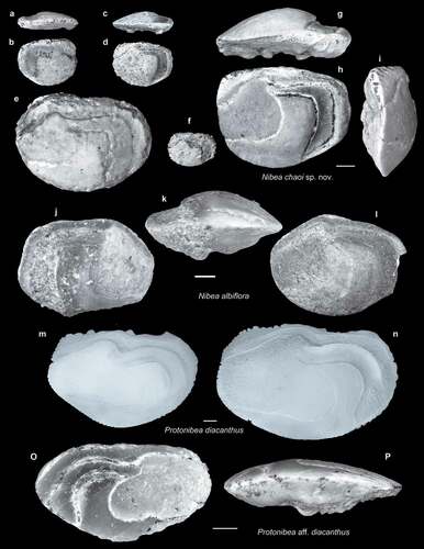 Figure 12. Fish otoliths from the late Miocene northern Taiwan and recent comparative specimens. Scale bars = 1 mm. Images are inner views unless otherwise indicated. a–i, Nibea chaoi sp. nov.; a–f, paratypes; a, b, SL-3a, ASIZF 01000063; a, ventral view; c, d, SL-3b, ASIZF 01000064; c, ventral view; e, f, SL-0, ASIZF 01000065–66; g–i, holotype, SL-3a, ASIZF 01000067; g, ventral view; i, anterior view. j–l, Nibea albiflora (Richardson, 1846); j, k, SL-3b, ASIZF 01000068; k, ventral view; l, SL-3a, ASIZF 01000069. m, n, Protonibea diacanthus (Lacepède, 1802), recent otoliths; m, sampled from Miaoli, Taiwan, 20 March 2019, 252.69 mm SL, GSCN 000914; n, sampled from Changhua, Taiwan, 3 August 2019, 352.11 mm SL, GSCN 002094. o, p, Protonibea aff. diacanthus (Lacepède, 1802), SL-3a, ASIZF 01000070; p, ventral view.