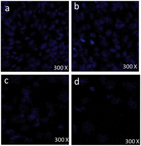 Figure 7. Confocal microscopic images of HCT-116 cells stained with DAPI: the control cells (without FMSP-nanoparticles treatment) (a); cells with FMSP-nanoparticles of dosages (1.25 μg/mL) (b); 12.5 μg/mL (c); and 50 μg/mL (d).