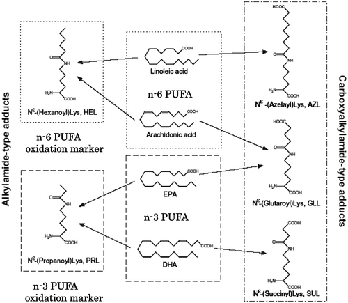 Figure 4. Classification of amides, HEL, and PRL are markers for n − 6 and n − 3 PUFA oxidation, respectively.