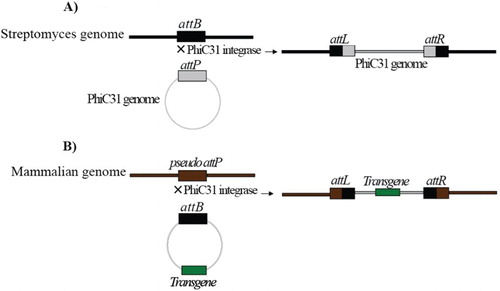 Figure 1. Schematic diagrams of phiC31 integrase-mediated recombination. (A) phiC31 integrase determines the two keys (attB and attP) in Streptomyces and phage genome recombined these two sites. Right and left recombinant sites which create by phiC31 integrase termed ‘attR’ and ‘attL’ and do not mediate enzymatic reaction by phiC31 reversibility. (B) One of the recognition sites by phiC31 could exist in mammalian which named pseudo-attP site. If the other key (attB) has been located in a construct harboring gene of interest and pseudo and attB sites exposed to phiC31 integrase, the site-specific integration has been conducted in the same manner take placed naturally.