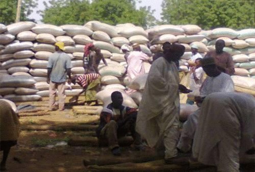 Figure 2. Open air grain trade activity in Illéla regional market, Sokoto state, Nigeria.