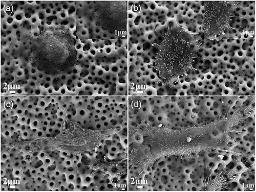 Figure 5. Morphologies of attached cells on the MAO at 4 h (a) and insert, 24 h (c) and insert; MHTZn at 4 h (b) and insert, 24 h (d) and insert.