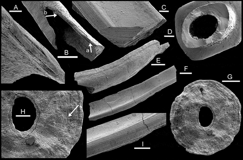 Figure 3. Sphenothallus sp., GGU sample 216842, Cape Schuchert Formation (Silurian, Llandovery Series), Washington Land, North Greenland. A,B PMU 38328/11, growth lamellae, with A a detail of B, the latter showing decrease in thickness of lamella from arrow a to arrow b. C,F,I. PMU 38328/12, channel-like fragment of longitudinal thickening showing growth lamellae. D. PMU 38328/10, apertural view of specimen illustrated as Fig. 2O showing thickening of shell wall and comarginal growth lamellae. E. PMU 38328/13, fragment of tube showing delimitation of longitudinal thickenings by groove (aperture to left). G,H. PMU 38328/14, inner surface of basal attachment disc with down-stepping growth lamellae (arrow in H). Scale bars: 50 µ m (A,C,D,H); 100 µm (B,G,I); 200 µm (E,F).