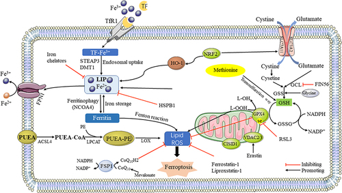 Figure 1 The mechanisms of ferroptosis. Iron accumulation, excessive ROS production and overwhelming lipid peroxidation are hallmarks of ferroptosis. There are three main metabolic pathways that initiate and execute ferroptosis, amino-acid/GSH, lipid, and iron pathways. Moreover, ferroptosis sensitivity is also controlled by additional signaling pathways and regulators. Ferroptosis is illustrated here, demonstrating the key molecules and targets involved in regulating the peroxidation of iron and lipids.