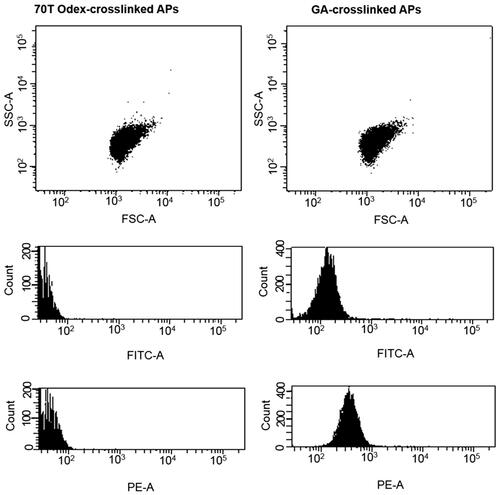 Figure 3 The side vs forward scatter dot plot of 70T-APs and GA-crosslinked APs (GA-APs). The stronger fluorescence intensity of GA-APs was observed compared to Odex-crosslinked particles. (APs and HbMPs crosslinked with both 40T and 70T Odex have the same phenomenon, figures were not shown).