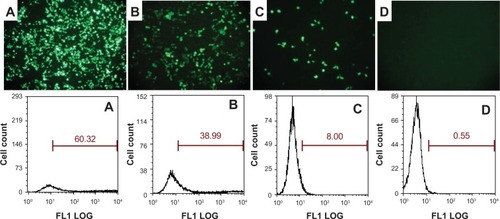 Figure 6 In vitro gene expression efficiency of pEGFP loaded in different gene carriers.Notes: (A) Lip2000; (B) TACS particle; and (C) TACS-HBC composite particle expression of pEGFP in HEK 293 cells after 72 hours. Expression efficiency was detected by fluorescence microscopy (images, top row) and flow cytometry (graphs, bottom row). Image and graph (D) represent the control, which was DMEM without any particles.Abbreviations: pEGFP, enhanced green fluorescent protein plasmids; Lip2000, Lipofectamine® 2000 transfection reagent; TACS, thiolated N-alkylated chitosan; HBC, hydroxybutyl chitosan; HEK 293T, human embryonic kidney cell line 293T; FL1, green fluorescence; LOG, logarithmic relative intensity of green fluorescence; DMEM, Dulbecco’s Modified Eagle Medium.