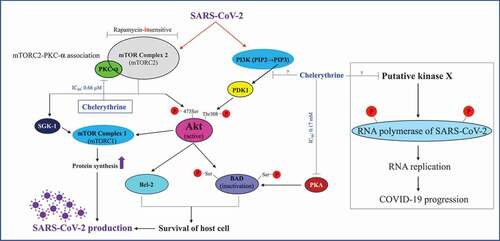 Figure 1. Proposed mechanism of SARS-CoV-2 action and its inhibition by chelerythrine. mTORC2-dependent, mTORC1-mediated protein synthesis as well as mTORC2/PI3K-PDK1-dependent Akt activation and the resulting promotion of cell survival is the basic prerequisite for the synthesis of viral proteins and replication of its genome by the host cell biosynthetic machinery . Therefore, the inhibition of various enzymes of the host cell involved in virus production is an adequate means to stop these processes. Chelerythrine as a specific inhibitor of the protein kinases C alpha and beta (PKC-α/-β) can play an elementary role to accomplish this task. Furthermore, chelerythrine could directly inhibit the upstream kinase of the RNA polymerase of SARS-CoV-2, thus causing its inactivation