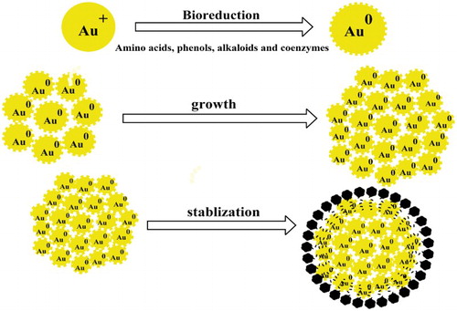 Figure 2. Mechanistic approach for green synthesis of Gold nanoparticles (Au NPs).