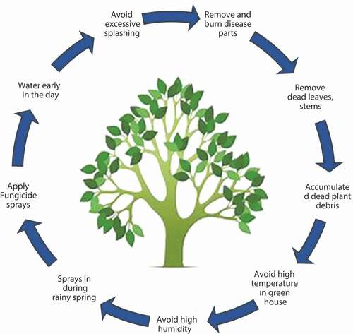 Figure 2. Disease control of plant leaf spot.