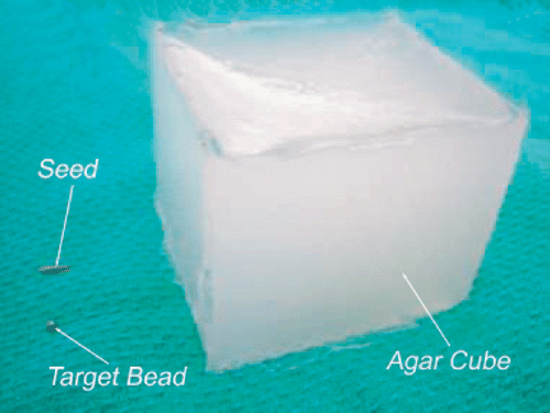 Figure 4. The opaque agar cube (4.5 × 4.5 × 4.5 cm) used to simulate lung tissues beside the brachytherapy seed cylinder (0.8 × 5 mm) and the stainless steel bead (1.6 mm in diameter) used as a target.