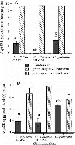 Figure 3.  Cecal flora of mice pretreated with streptomycin and bacitracin (to eliminate detectable cecal bacteria) followed by oral inoculation with streptomycin-resistant E. coli mixed with either wild-type C. albicans CAF2, mutant C. albicans HLC54, or C. glabrata (A), and cecal flora of mice pretreated with streptomycin (to selectively eliminate aerobic/facultative gram-negative bacteria) before oral inoculation with wild-type C. albicans CAF2, mutant C. albicans HLC54, or C. glabrata (B). The lower limit of assay detection is 3.0 log10/g indicated by a horizontal line. Error bars not apparent if < 0.1. Bars with the same letters (a or b) differ at p < 0.01.