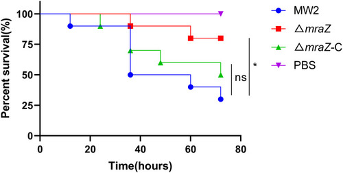 Figure 3 Galleria mellonella infection model. The survival rates of the G. mellonella after infection with MW2, ΔmraZ and ΔmraZ-C were expressed by the Kaplan-Meier survival plot. *p<0.05; ns p≥0.05.