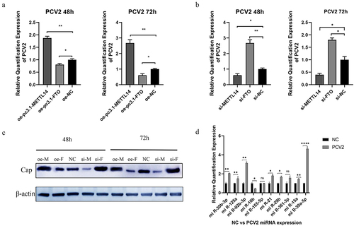 Figure 3. METTL14 and FTO regulate PCV2 replication in PK-15 cells. (a) RT-qPCR detection of PCV2 mRNA expression at 48 h and 72 h in the overexpression group (b) RT-qPCR detection of PCV2 virus in the siRNA group, (c) Cap protein expression of PCV2 virus at 48 h and 72 h in oe-pc3.1-METTLE14, oe-pc3.1-FTO, si-METTLE14, si-FTO and PK-15 cells of the control group, (d) RT-qPCR detection of miRNA expression at 72 h in the PCV2 virus-infected and uninfected groups.