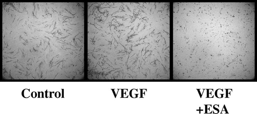 Fig.5. The anti-angiogenic effect of ESA.