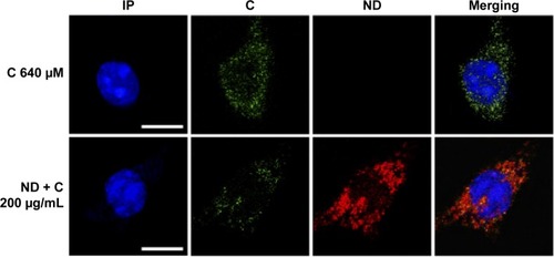 Figure 3 Confocal microscopy.Notes: Microscopic observations of C (640 μM) and ND + C (200 μg/mL) treated B16F10 cells for 72 hours. Nuclear region, shown in blue and stained with propidium iodide (IP), citropten signal, in green (C), and nanodiamond reflection, in red (ND), are shown. The merging images of all the signals are also produced. The white bars indicate 15 μm.Abbreviations: C, citropten; ND, nanodiamond.