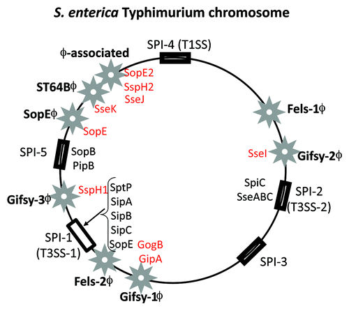 Figure 5. Prophage and pathogenicity island location on the S. enterica serovar Typhimurium genome map. Stars indicate prophages and rectangular black boxes indicate the position of Salmonella pathogenicity islands (SPIs). Four letter designations indicate effector genes identified within prophages (red) and SPIs (black).