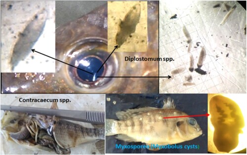 Figure 2. Diplostomum spp. metacercariae in the vitreous humour of eyes, Contracaecum spp. in the intestine, and Myxosporea (Myxobolus cysts) beneath the scales or on the surface of the skin from fingerlings of O. niloticus.