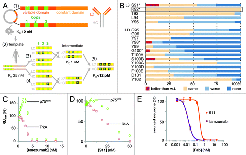Figure 1. Design and biophysical analysis of the humanization of tanezumab by LSM. (A) Schematic diagram depicting the development of tanezumab by cloning the mouse 911 hybridoma-derived antibody (1), identifying the CDRs and constructing a human framework template (2), humanizing and adjusting the template (3), employing library scanning mutagenesis (LSM) on the CDR3s (4) and merging mutations into the final antibody (5). The template affinity for NGF was KD 25 nM. Following CDR 1 and 2 optimizations, the intermediate affinity for NGF was 1 nM. LSM analysis was then combined on the intermediate for a final set of library screening to arrive at tanezumab (KD < 12 pM). (B) LSM histogram for each complete mutagenesis at each position in L3 except P95 and all residues in H3. Mutants were better off-rate than wild-type (w.t., red), same as w.t. (beige), worse than w.t. (light blue) or no binding (dark blue). The rectangular box around L3 K92 highlights a 100% permissive position. Asterisks (*) identify positions targeting for combination in the last round of LSM. (C) Tanezumab binding competition for NGF receptors, p75NTR (green) and TrkA (pink) by percent capture of NGF to biosensor chip coated with either receptor. (D) 911 binding competition for NGF receptors, p75NTR (green) and TrkA (pink) by percent capture of NGF to biosensor chip coated with either receptor. (E) Percent neuron survival as a function of increasing antibody concentration of either tanezumab (purple) or 911 (orange).
