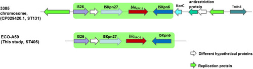 Figure 4 Comparisons between the structures of ECO3385 and EC-A59. ISKpn6-blaKPC-2-ISKpn27-IS26 is shown in green.