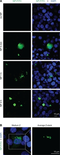 Figure 2 Nanoparticle internalization in human endothelial cells. A and B) Human umbilical vein endothelial cells (HUVEC) were incubated with FITC-labelled nanoparticle (NP, 10 μg/mL, green) for the indicated times in serum-free medium. Nuclei were counterstained with 4,6-diamidino-2-phenylindole (DAPI) (blue) and samples were analyzed by confocal microscopy.