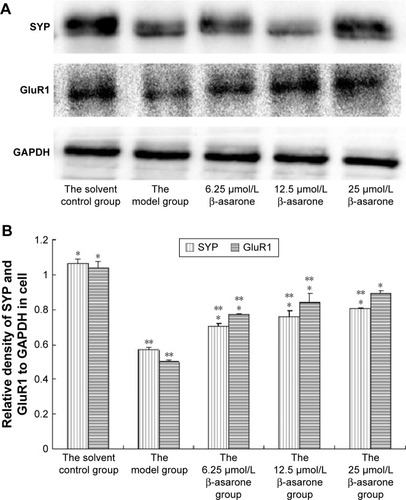 Figure 5 Increased expression of SYP and GluR1 in NG108-15 cells.