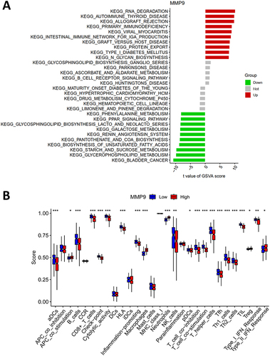 Figure 9 Functional enrichment analysis of MMP9. (A) Pathway enrichment analysis and a bar graph representation of DEGs in different subtypes were performed using GSVA. (B) Box plot analysis of immune functions illustrates the distribution of scores for various immune functions, based on the grouping of samples by the expression levels (high and low) of the target gene MMP9. Each box plot represents a specific immune function, with the box itself depicting the interquartile range of the scores and the whiskers extending to show the full range of the scores. (*p < 0.05, **p < 0.01, ***p < 0.001).