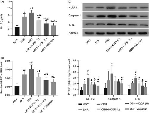 Figure 8. HQQR could reduce the expression of NLRP3 and IL-1β protein in the rat myocardium. (A) Expression of IL-1β in the serum in different groups measured by ELISA. (B) The relative NLRP3 mRNA levels were quantified by RT-PCR. (C) NLRP3, caspase-1, and IL-1β protein expression was analyzed by western blotting and quantified. *p < 0.05 vs. WKY group; #p < 0.05 vs. SHR group; ▲p < 0.05 vs. OBH group; ⋄p < 0.05 vs. OBH + HQQR(L) group; Δp < 0.05 vs. OBH + HQQR(H) group.