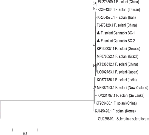 Fig. 5 Phylogenetic analysis of Fusarium solani isolates originating from cannabis plants using ITS1-5.8S-ITS2 sequences compared with isolates from a range of other hosts (GenBank numbers are shown). A bootstrap consensus tree was inferred from 1000 replicates to represent the distance using the neighbour-joining (NJ) method. Branches corresponding to partitions reproduced in less than 50% bootstrap replicates were collapsed. The scale bar indicates the expected number of nucleotide substitutions.