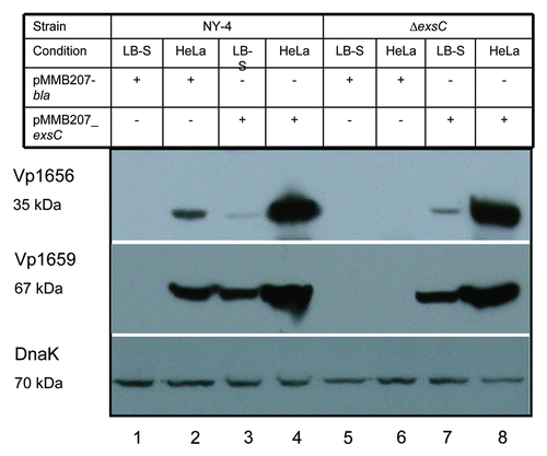 Figure 2 Western blot of whole-cell lysates showing that in trans expression of exsC activates production of Vp1656 and Vp1659. The NY-4 and ΔexsC strains were transformed with an ExsC expression plasmid or control plasmid (pMMB208-bla) and were then grown in non-inducing (LB-S) or inducing conditions (HeLa cell infection) (4 hr). Analysis of the whole-cell lysate showed that NY-4 did not synthesize Vp1656 or Vp1659 when grown in LB (Lane 1) unless ExsC was expressed in trans (Lane 3). In trans expression of exsC led to higher production of both Vp1656 and Vp1659 (Lane 4) compared to wild-type expression levels (Lane 2). A similar pattern of expression (Lanes 5–8) was evident with in trans expression of ExsC for the ΔexsC strain.